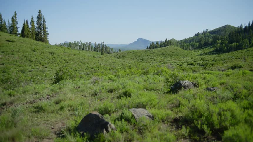 Groves of trees sit on the hills leading to a hazy horizon during the daytime