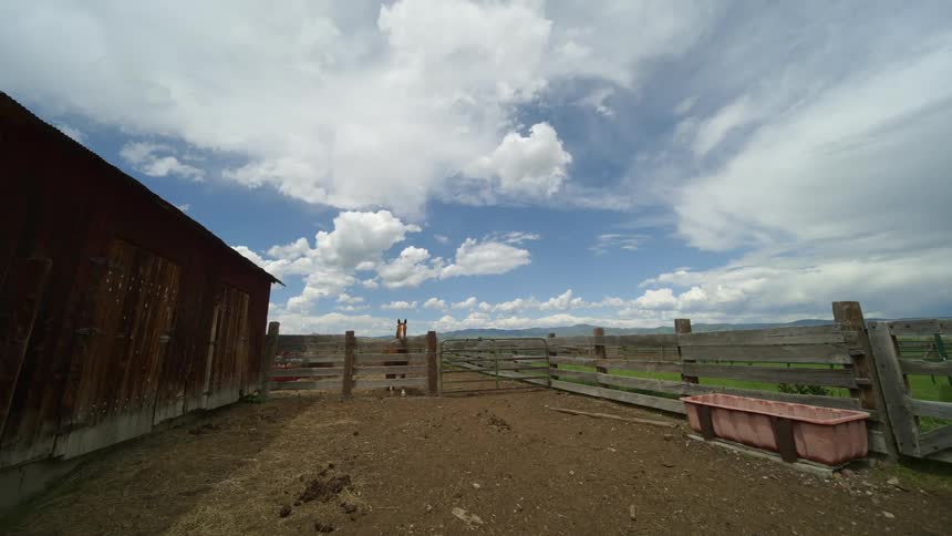 An image of an horse in the stable