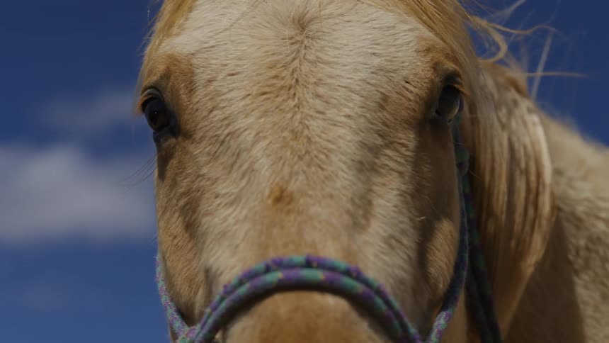 Face of a horse with beige colored fur