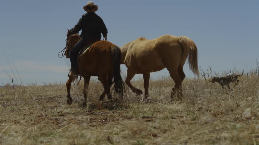 Man riding a horse leading another horse beside him and a dog running alongside