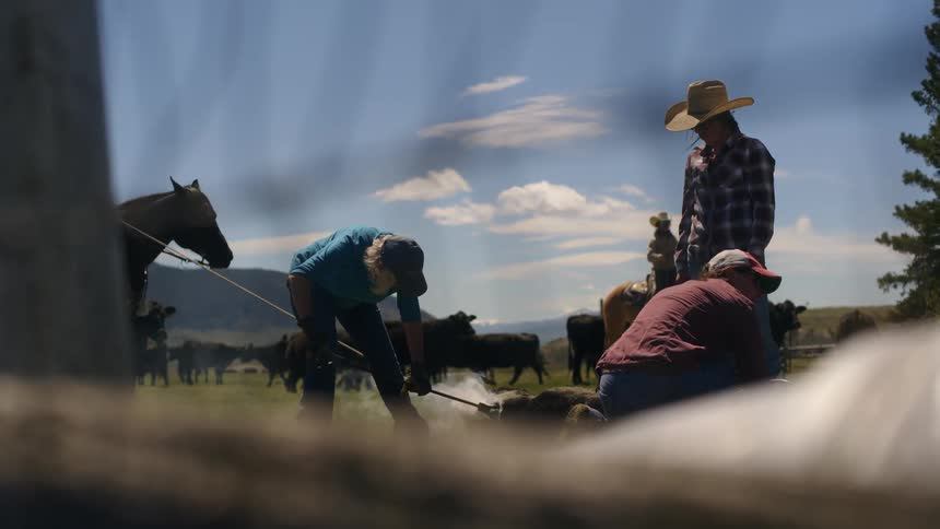 Group of people on a farm using a hot plate to brand an animal