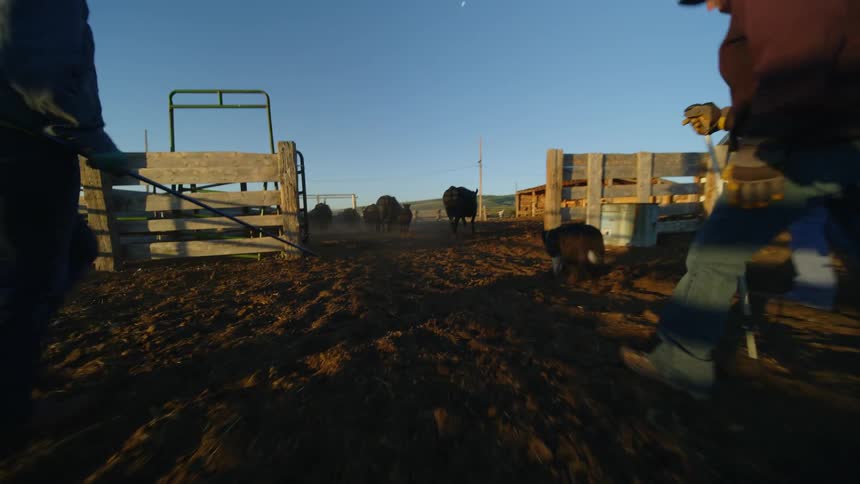 Two women walking in a circus on a cow farm along with a dog