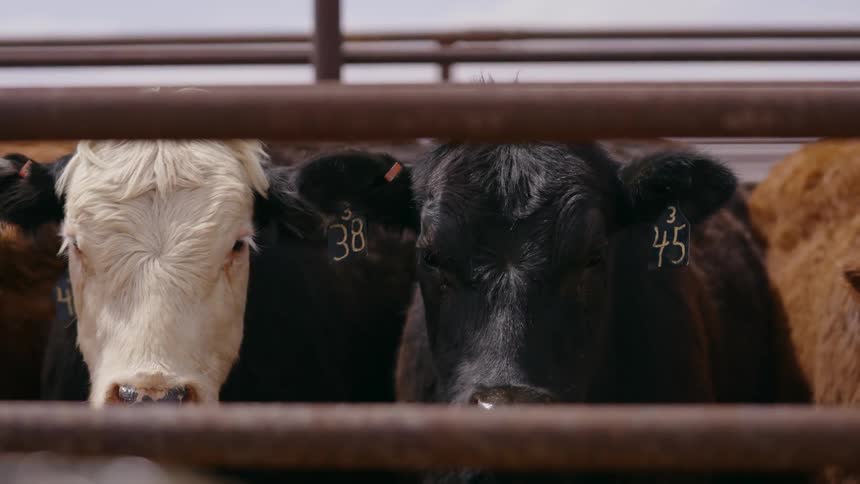 Multiple cows with numbered ear tags and side markings standing behind a metal fence