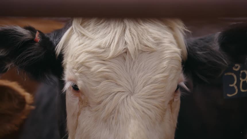 Close up of a cows face with the ear numbered