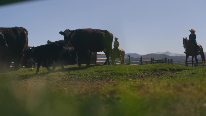 Two people riding horses and guiding oxen and cows on the farm