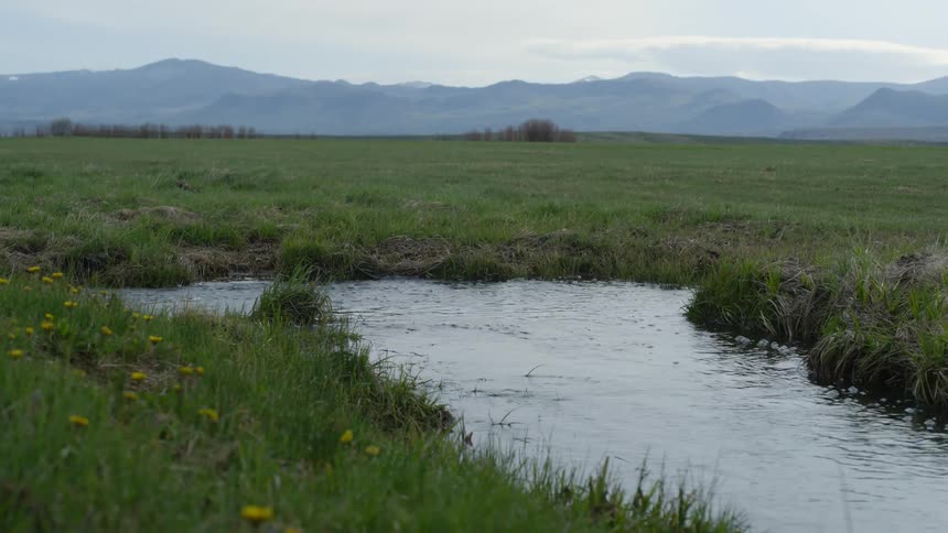 Yellow wildflowers grow on the bank of a quick moving river while haze covers the mountains on the horizon