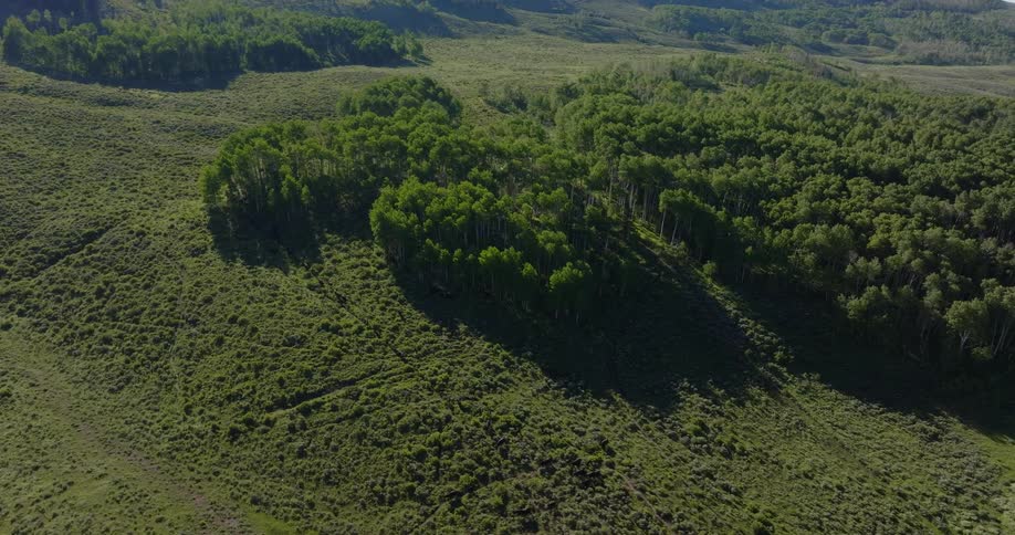An aerial clip of a jungle