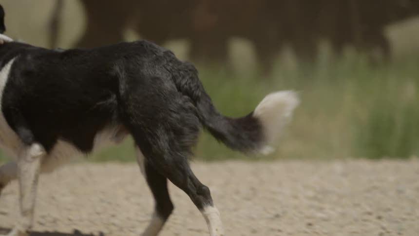 A dog runs across a rocky ground near horses