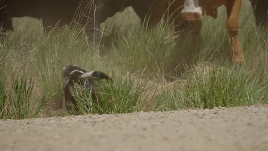 A dog runs and barks at a herd of cows in a plain