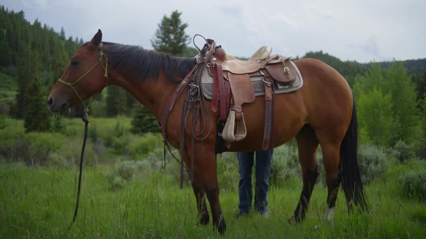 Person next to a horse in a field