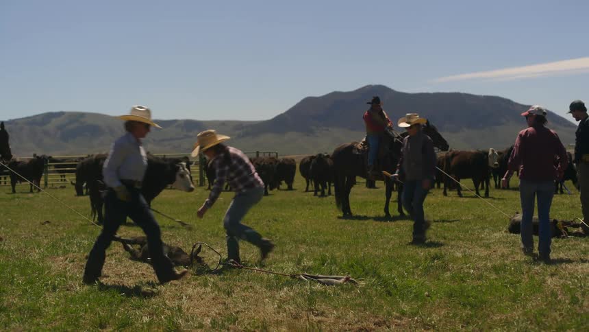 Cowboys move around quickly in an enclosure to subdue calves in order to brand them