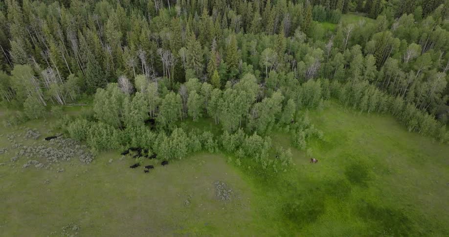 Aerial view of a horse leading animals through a forest