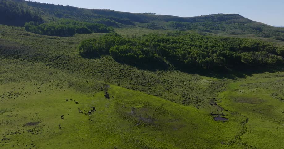 Aerial shot of a proton surrounded by mountains and vegetation with animals