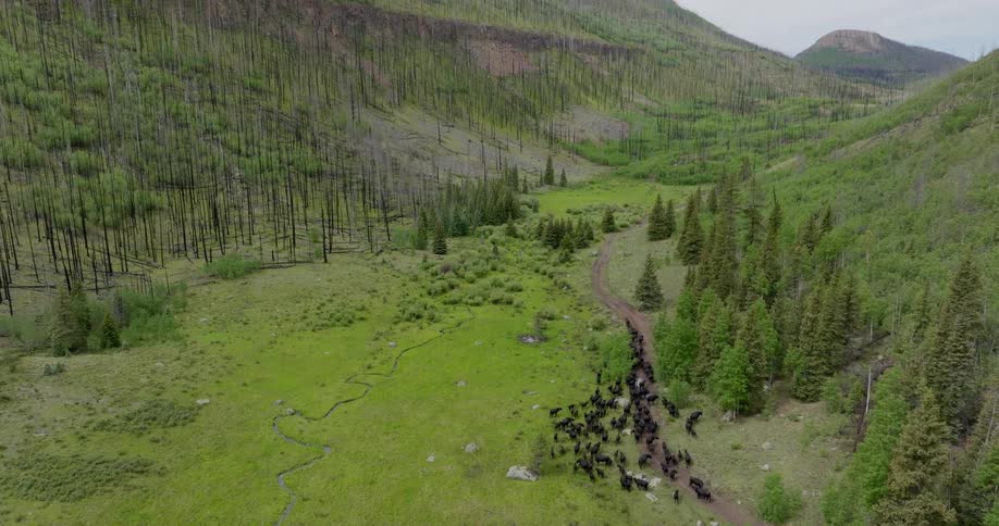 Herd of cattle mills together in a valley between mountains
