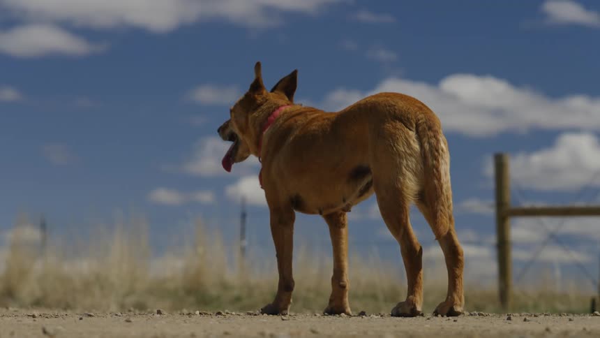 A dog with tongue out turns his head and walks towards a fence