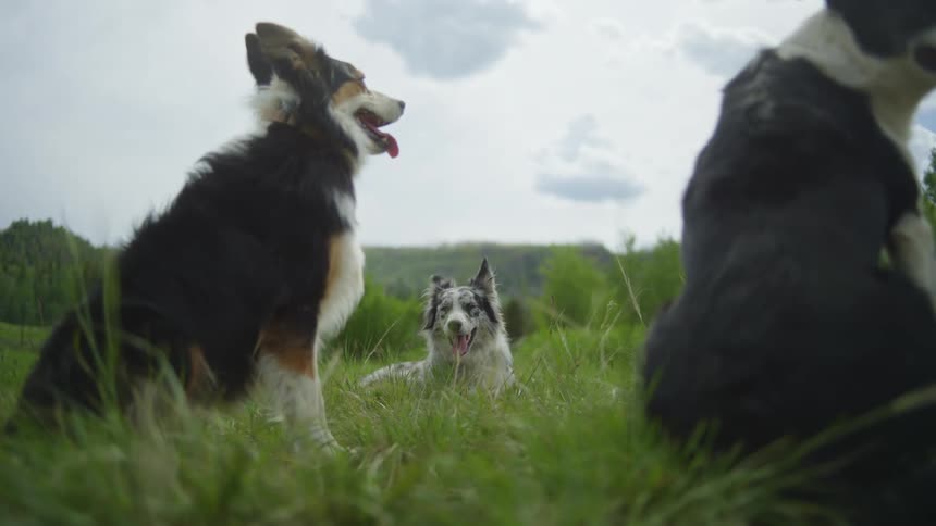Dogs sitting and lying on the grass