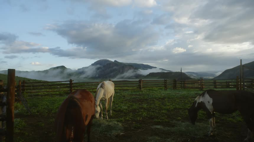 A clip of horses grazing on the grass land