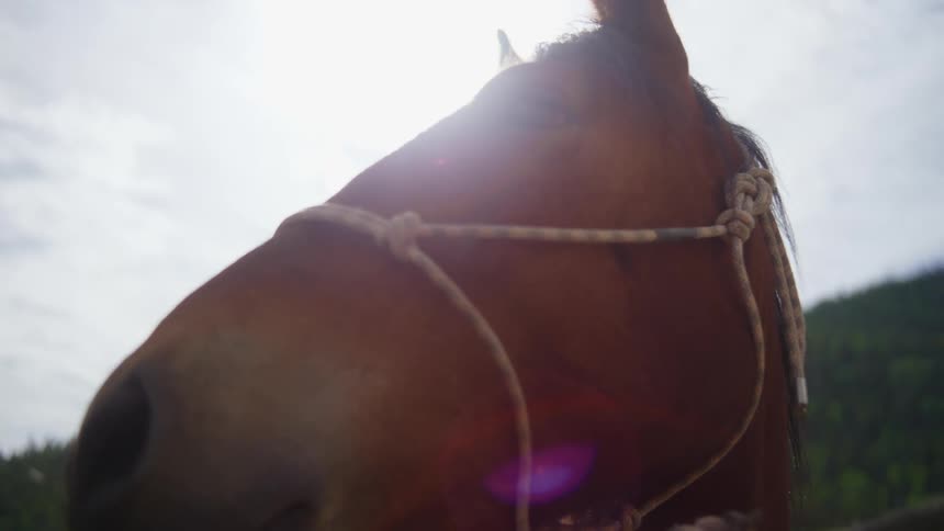 Closeup of a horses head with a rope halter against a backdrop of sunlit countryside and mountains
