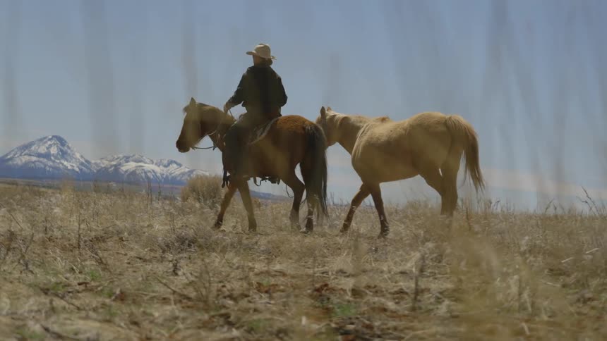 Person riding a horse and guiding another horse alongside him with a rope through a field