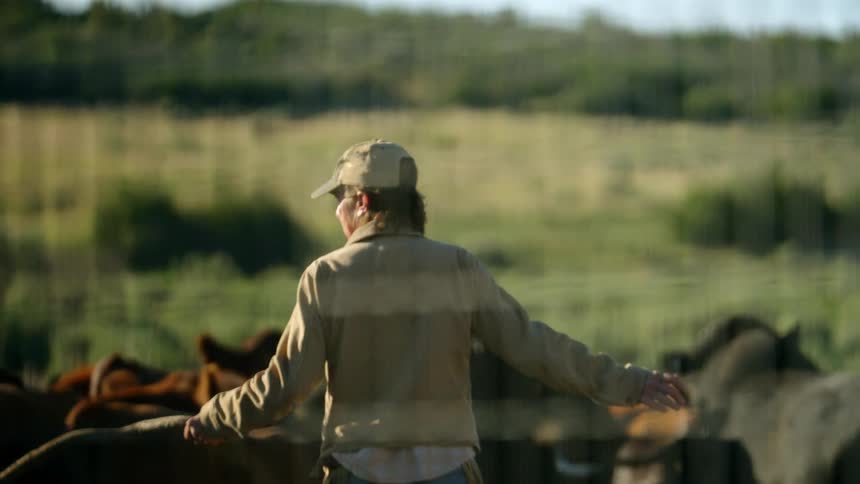A cowboy tries to herd cattle with a stick