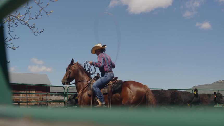 Woman on top of a horse using a rope and lassoing an animal