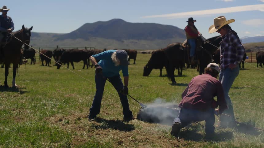 Group of people on a farm carrying out identification marking on an angus calf