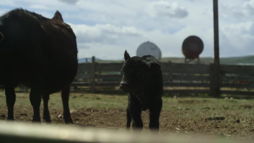 Wobbly young calf walks in the corral near its mother on a cloudy day