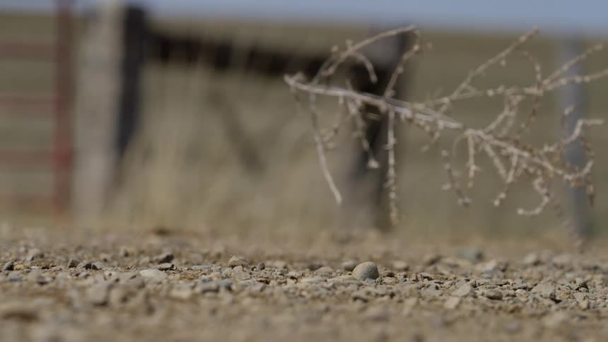 A reed tumbling in the wind