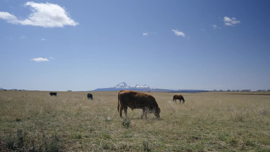 Group of animals including horse and cows in a pasture