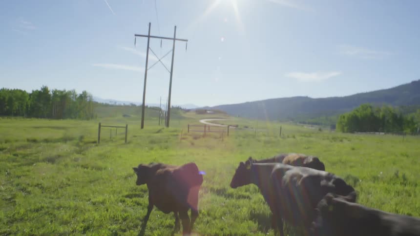Herd grazes in field after being release from livestock trailer by a woman on a sunny day