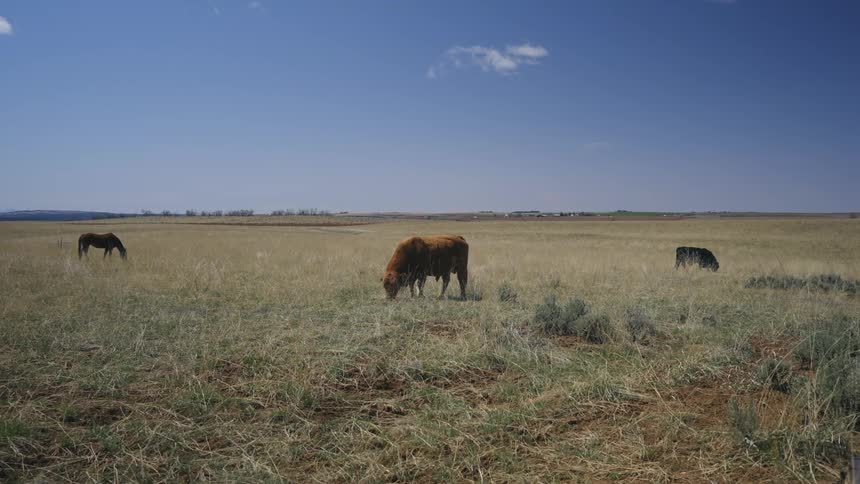A grassy field under a clear sky with three cows grazing