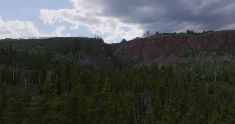 An aerial clip of the forest