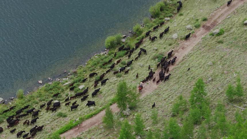 Aerial view of a person riding a horse leading a group of angus with the help of dogs along a lakeshore