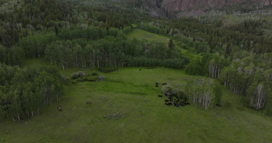A large herd of cattle are grazing in a field surrounded by dense groves of trees