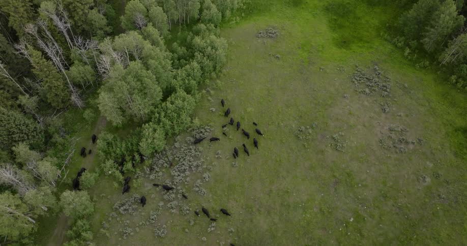 An aerial clip of cows grazing on the grass land