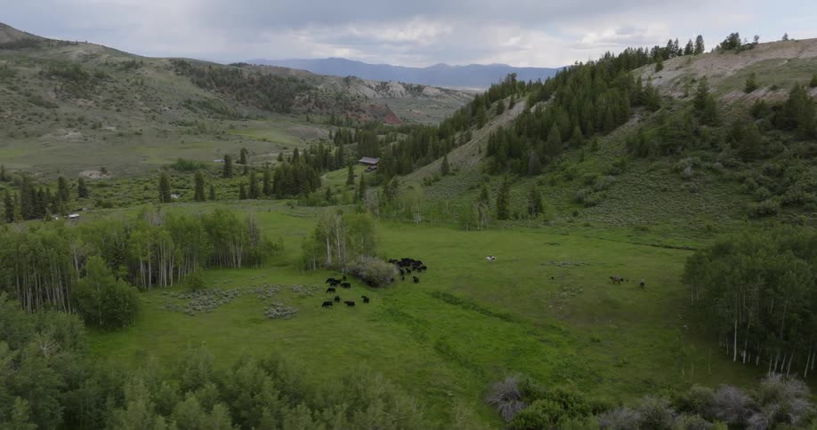 Aerial view of a group of animals on a plateau surrounded by mountains and vegetation