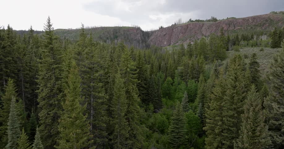 An aerial clip of a forest