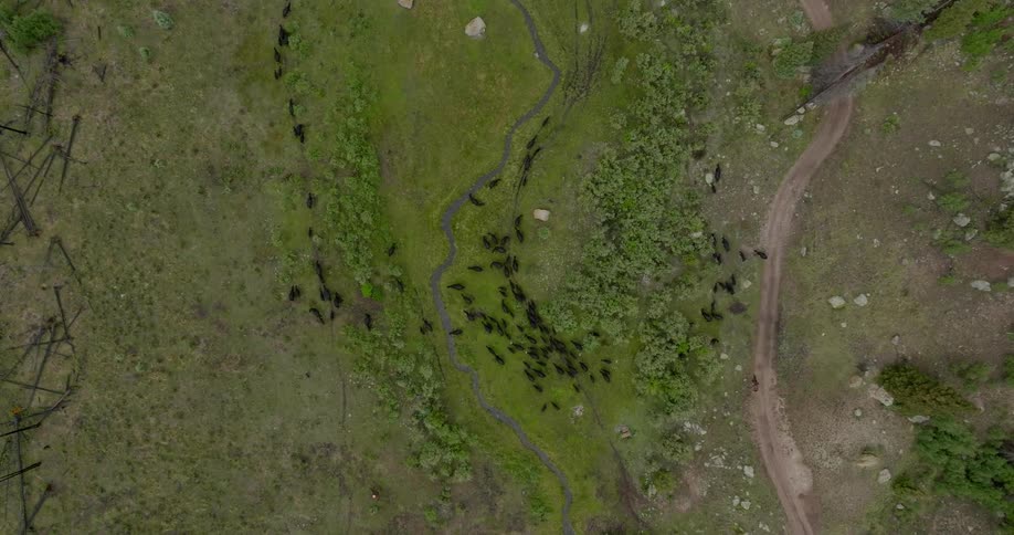 An aerial view of a herd of cows moving on a green landscape with patches of grass and dirt
