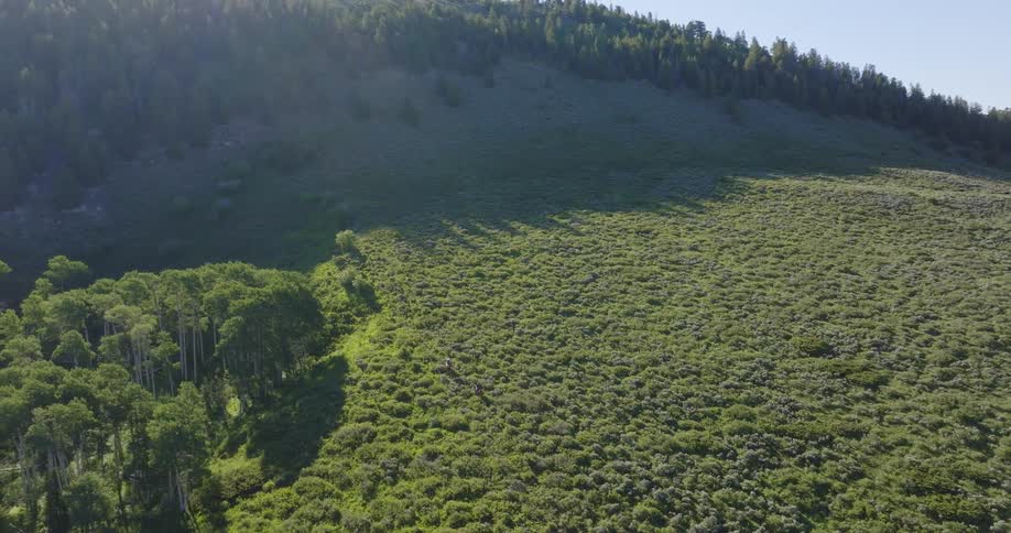 A clip of a forest landscape