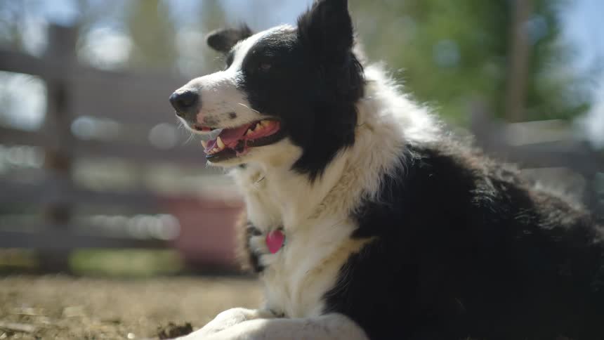 Shaggy dog lies in a fenced yard on a windy day