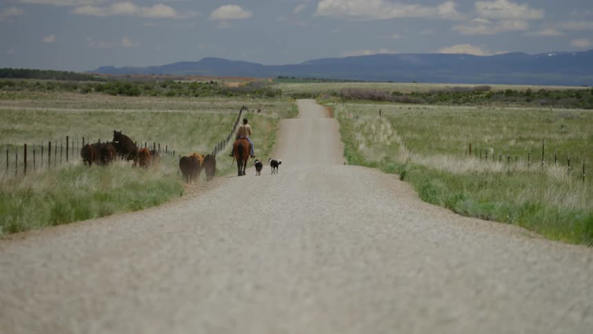 A man rides a horse with cattle dogs directing the animals along the roadside
