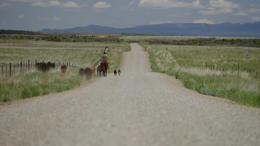 Man riding a horse herds cattle along a country road on a cloudy day