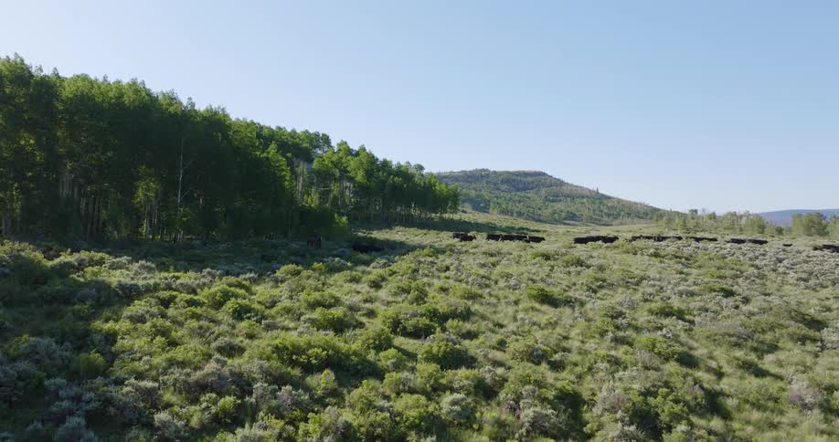 Angus walking through a pasture with mountains and trees in the background