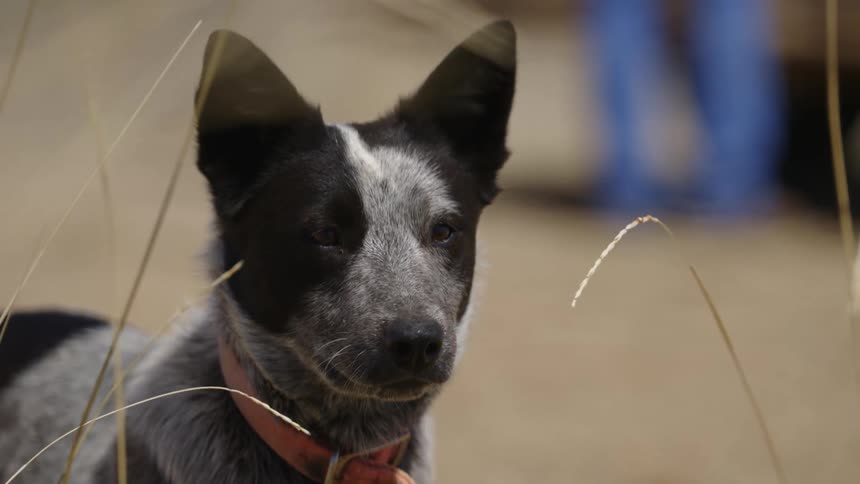 A closeup of a black and white dog with pointed ears and a collar standing behind tall grass