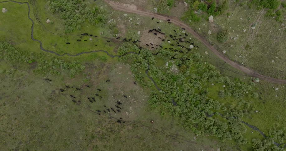 A herd of cattle separating on a grassy plain