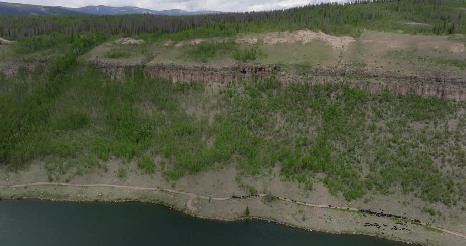 A herd of cattle moving along a path between a river and a tall cliff