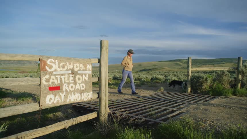 A person accompanied by dogs cross over a cattle grid in the countryside