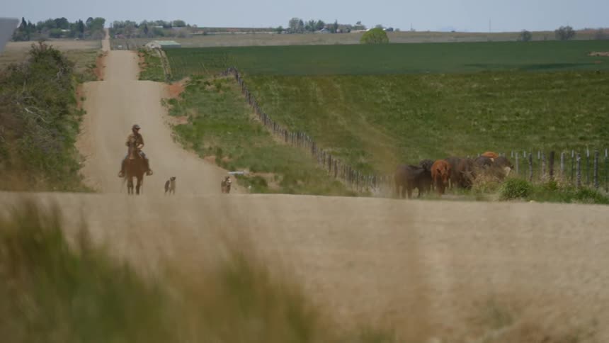 A farmer rides a horse on a road with his dogs near a heard of cattle