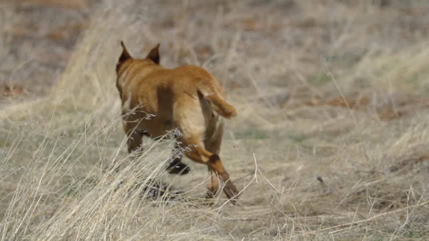 Brown dog running on dry grass