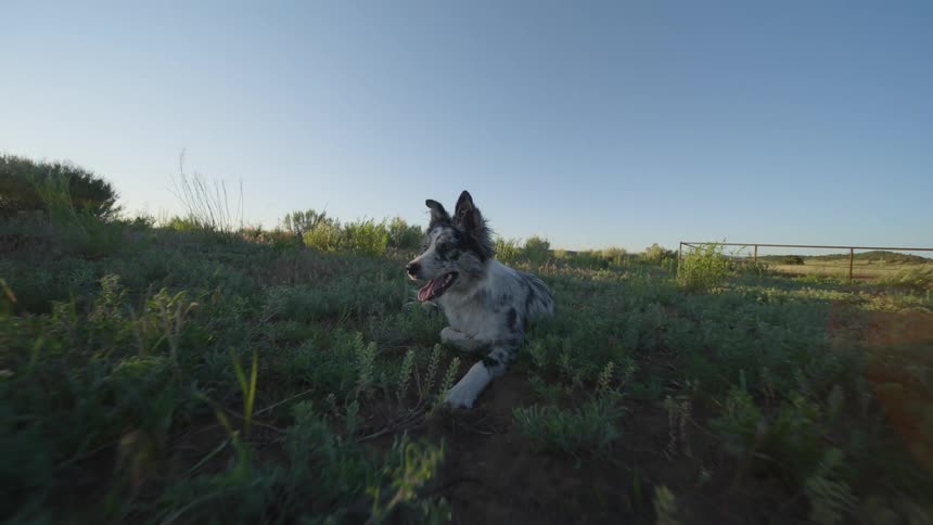 Dog lying on the grass of a pasture
